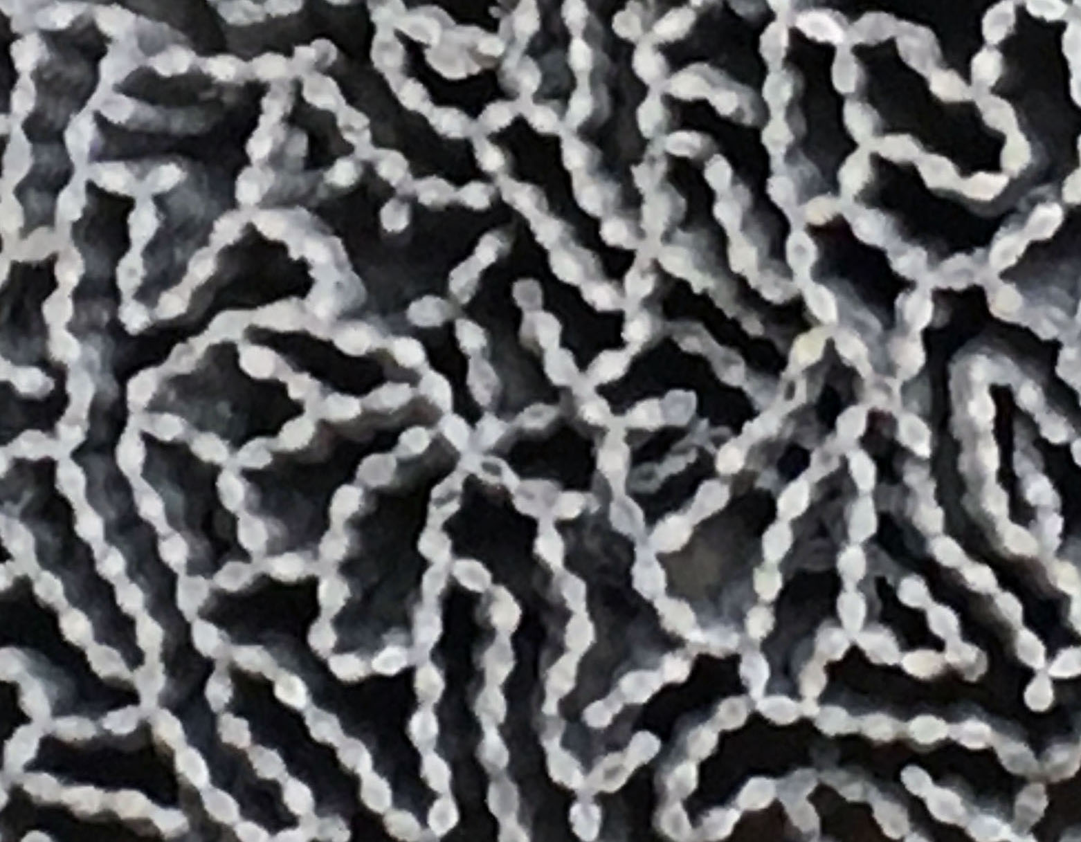 Chain corals; narrow tubes arranged in twisting rows with looping, circular, and polygonal spaces between tubes 